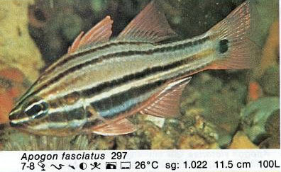 Apogon fasciatus